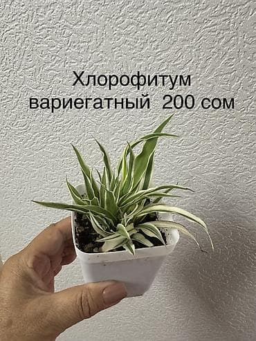 верблюж: Укорененные черенки/отростки. Адрес 8 мкр — 9