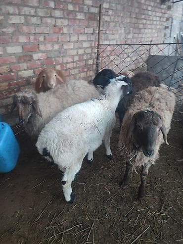 Услуги ветеринара: Продаю | Овца (самка) | Полукровка | Для разведения | Ярка — 4