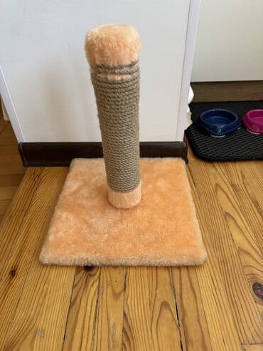 экзотическая кошка цена: Скотиш Страйт (Шотландская прямоухая), 1 год, Девочка, Лиловый, Приучена к лотку, Проглистована, С документами — 6