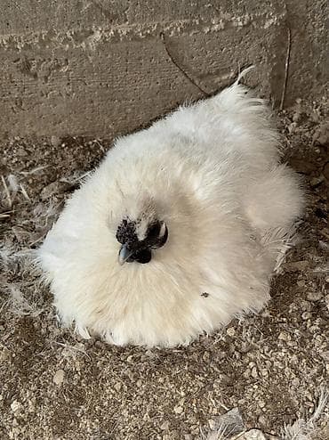 продаю тай: Продаю | Петух, Куры — 2