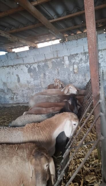 Продаю | Овца (самка) | Для разведения