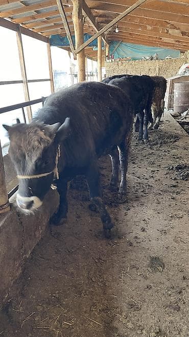 девушки талас: Продаю | Бык (самец) | На откорм, Для разведения — 1