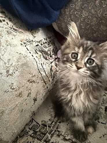 продажа кормов для сельскохозяйственных животных: Котята породы мейн-кун. 1девочка и 3мальчика. 2месяца. К лотку — 4