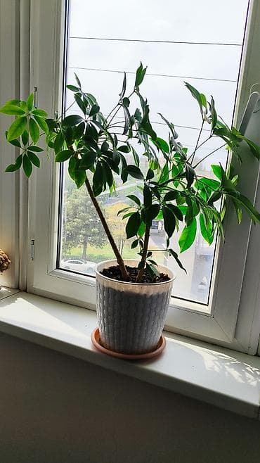 plaud note: Распродажа!!! Комнатные растения за всё 3500 сом — 5