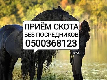 Колбаса цехи : Уйлар, букалар, Жылкылар, аттар, | Күнү-түнү, Бардык шартта, Союлган