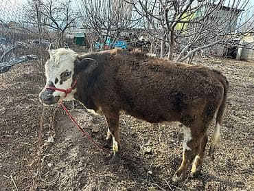 Услуги ветеринара: Продаю | Тёлка | На откорм | Привязанные — 6