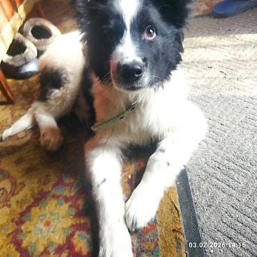 отдам даром собаку в хорошие руки: Собака даром: Дворняжка, 5 месяцев, Самец, С прививкой — 3