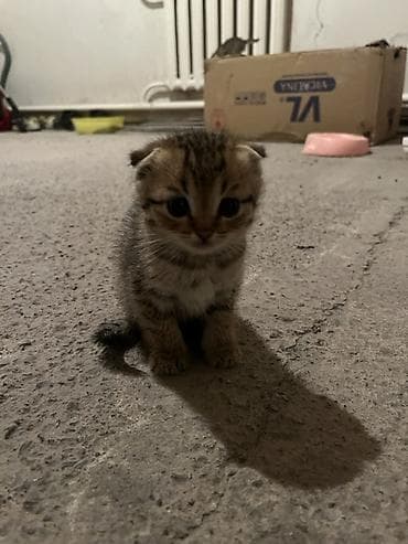 кошки сокулук: Шотландский вислоухий котёнок (скоттиш-фолд) - Пол: девочка - Окрас — 4