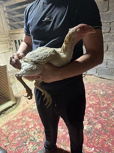 даканн: Продаю | Куры | Бойцовая | Для разведения — 7