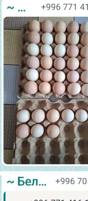 яйцо пасхальное сентябревъ: Тоджон яйца продается — 2