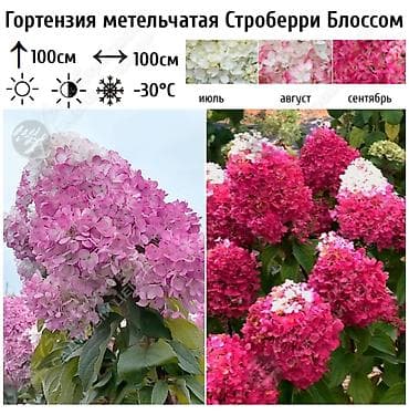 азотная: Саженцы — 2