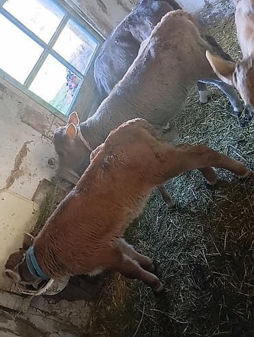 где можно купить аквариум с рыбками: Продаю | Тёлка, Музоо, торпок | Швицкая | На откорм | Привязанные — 1