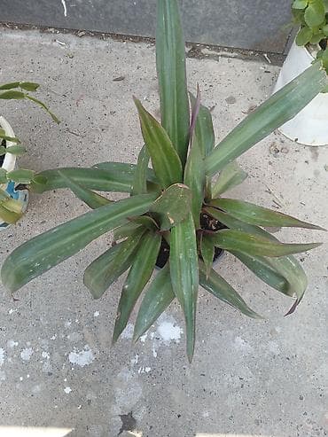 каланхоя: 3 горшка за 500сом кислица идекабрист в одном горшке, традесканция рео — 3