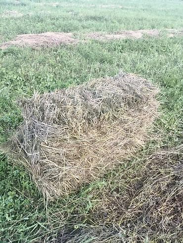 Үй жаныбарлары: Сено в тюках. с поля Ак ордо 3 - Скошено на луговой траве, высушено — 1