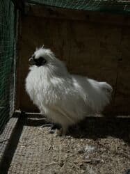 попугай неразлучник цена: Продаётся шелковая курица (Silkie). Возраст: 9 месяцев Здорова — 2