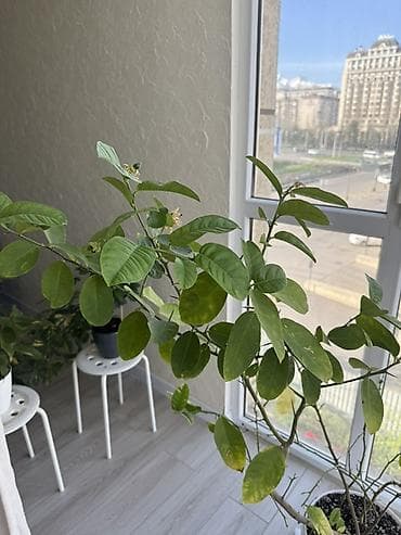 купить вазы для цветов: Крупный комнатный цитрус в горшке - Домашнее плодовое дерево в белом — 4