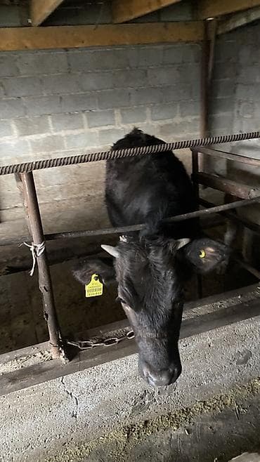 охотничьи собаки: Продаю | Тёлка | Полукровка | На откорм | Привязанные — 4