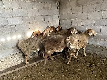 Аквариумдар: Продаю — 3