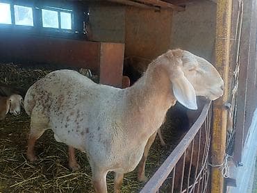 Баран, овца: Продаю | Овца (самка) | Для разведения — 2