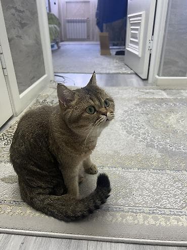 cat litter: Британская короткошёрстная, 2 года, Девочка, Золотая шиншилла, Приучена к лотку — 1