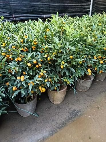 Орхидеялар: Комнатные растения — подборка декоративных видов в горшках 1) — 4