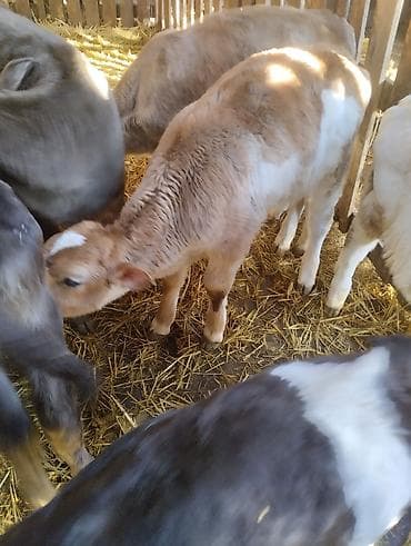 Продаю | Музоо, торпок | На откорм | Искусственник