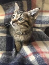 наполнитель для кошек: Кошка даром: Беспородная, 2 месяца, Девочка — 11