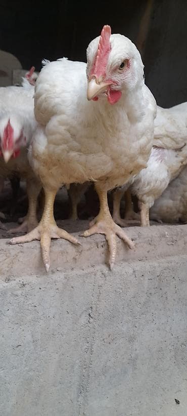 хомяк домашний купить: Продаю | Куры | Бройлерная | На забой — 1