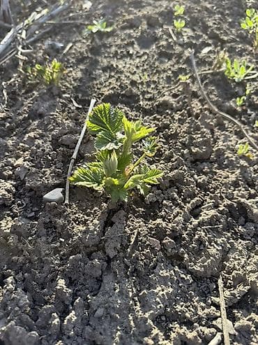 кочот малина: Саженцы малины геракл (корневые отпрыски) - Сортовая малина из — 1