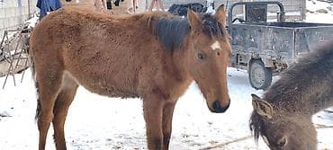 Собаки: Продаю | Жеребенок | Рабочий — 10