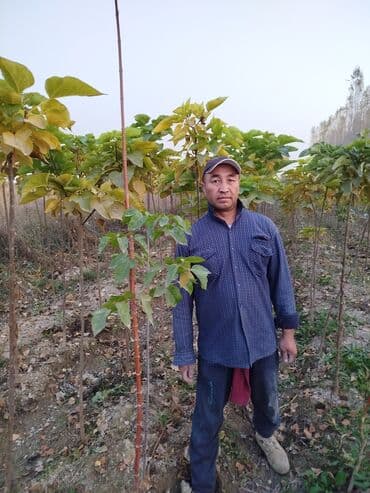 саженцы живой изгороди купить: Көчөттөр дарактардын: Клёндор — 4