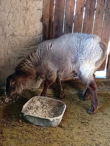 Зоотовары: Продаю | Овца (самка) — 2