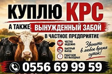 комбикорм для коров: Частное лицо : Коровы, быки, | На забой, на мясо — 1