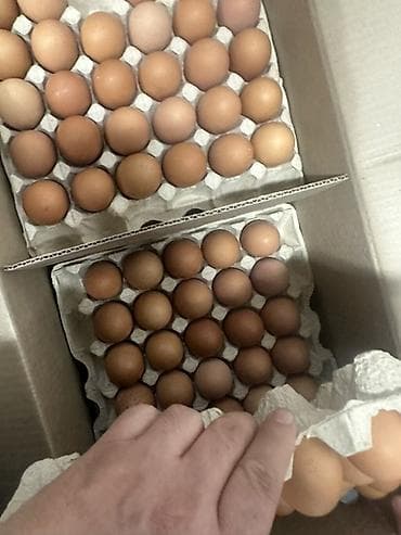 уголь токмок: Яйцо куриное пищевое, С1, ГОСТ 32. - Категория: С1 (столовое куриное — 5