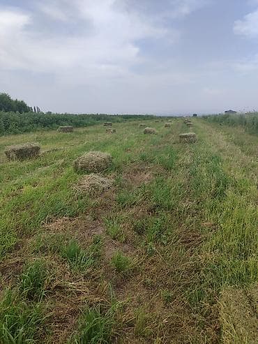 козу эти: Сено в тюках - Прессованное сено полевое в прямоугольных тюках. - — 1