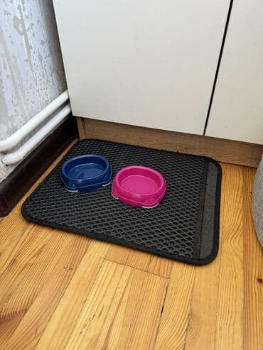 экзотическая кошка цена: Скотиш Страйт (Шотландская прямоухая), 1 год, Девочка, Лиловый, Приучена к лотку, Проглистована, С документами — 5