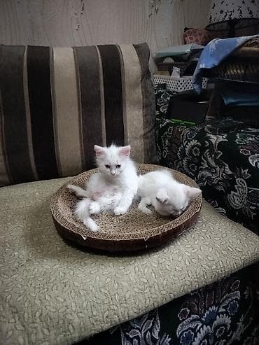 британская котята: Отдаю котят в хорошие руки.Котятам 1,5 месяца, к лотку приучены. - — 6