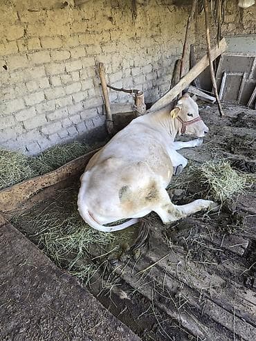 Другие животные: Продаю | Корова (самка) | Привязанные — 1