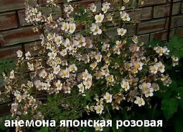 Сирень: Садовые растения - кустарники ( вейгела пестролистная, рябинник — 10