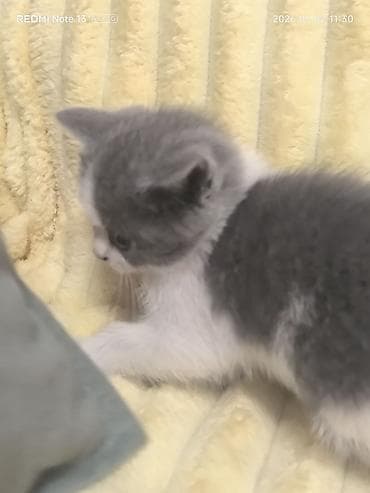 сколько стоит собака хаски щенок: Котята шотландской породы,1месяц и 2 недели, приучены к лотку,хорошо — 2