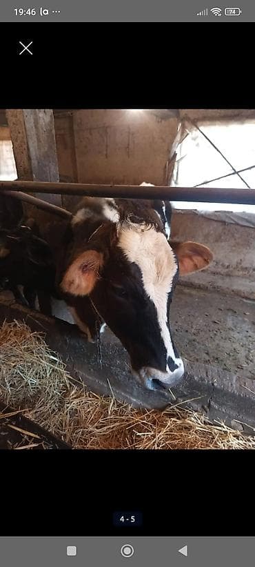 корова: Продаю | Корова (самка) | Голштин | Для разведения — 1