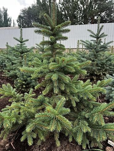 сеянцы голубой ели: Ель голубая (Picea pungens Glauca) из открытого грунта - Декоративные — 5