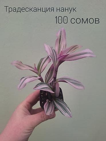 кочот карлик: • Комнатные растения (укоренённые черенки/детки/молодые — 6