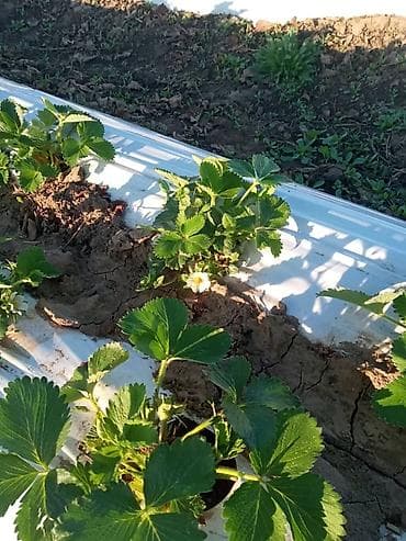 кукуруза на попкорн: Саженцы (Көчөт) Клубника Альбион сатылат. Ачык тамыр, жерден казылган — 2