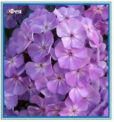 полевые цветы: Флоксы многолетниецветут всё лето, с приятным ароматом — 2