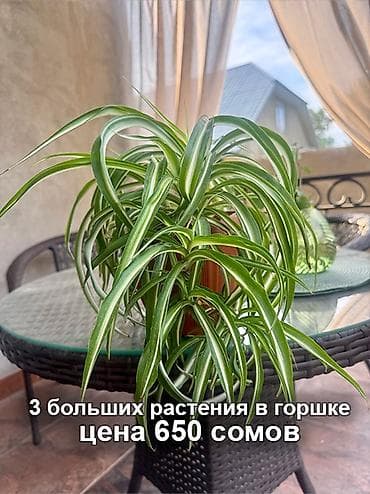 бонн: Хлорофитум «Бонни» и Драцена Лемон Лайм Хлорофитум «Бонни» Цены: - — 3