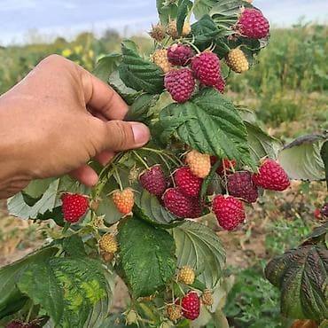 гараж с местом: 40 соток, Для сельского хозяйства — 3