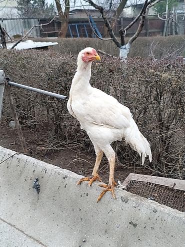 Продаю | Куры | Бойцовая | Для разведения — 1