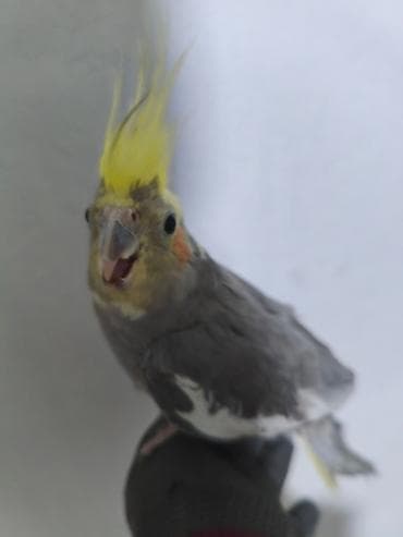 белый хомяк: Корелла (нимфа) с клеткой и аксессуарами - Порода: корелла (нимфа) — 2