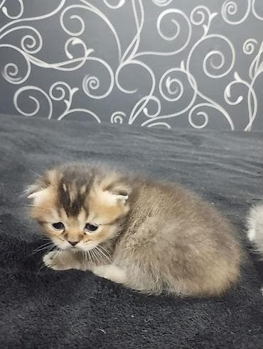 сколько стоит тайская кошка: Открыта бронь на плюшевых шотландских котят (скоттиш-фолд и страйт) — 3